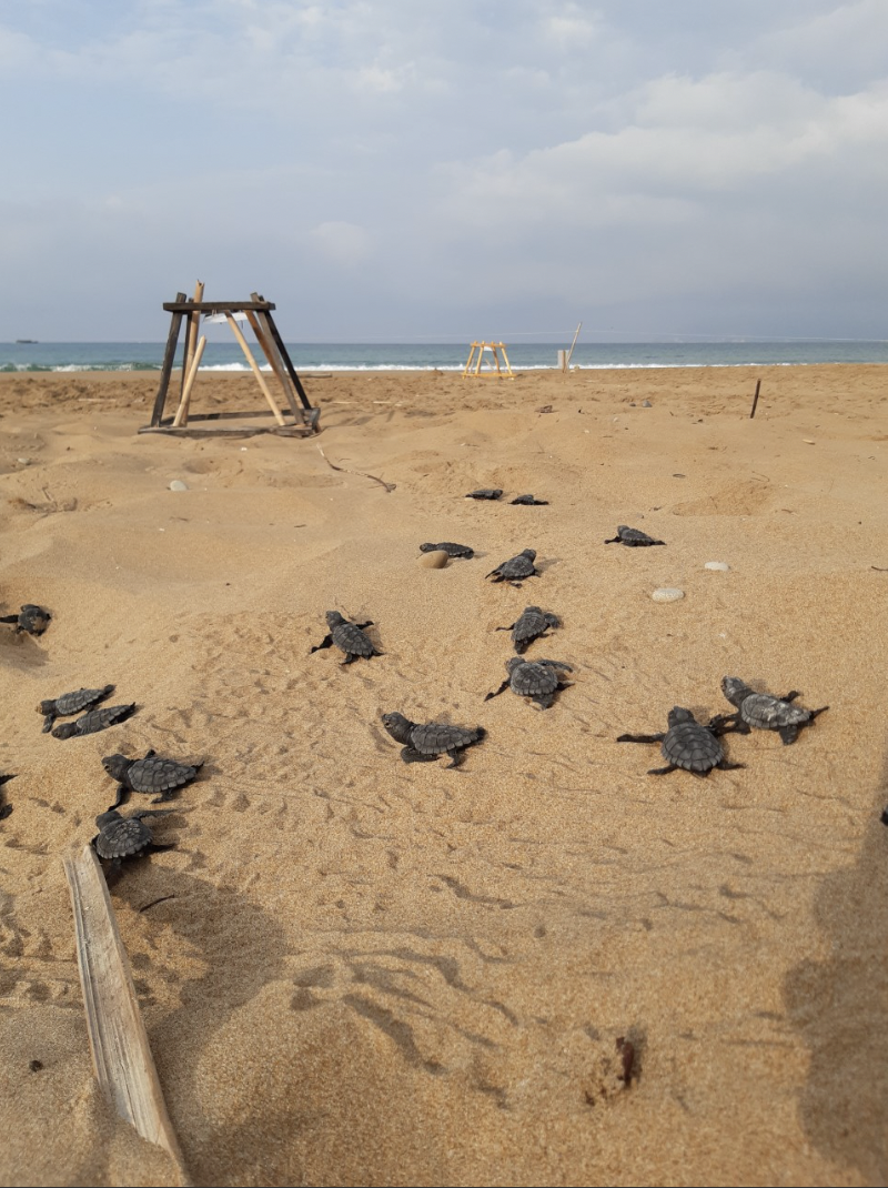 Fraport Greece marks new Paris link by supporting turtle conservation project